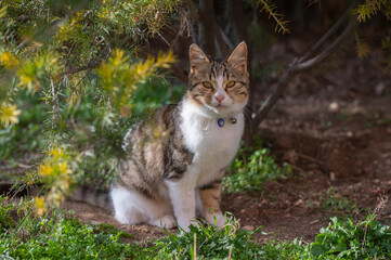 A cat with an evil eye bead collar is in the garden.