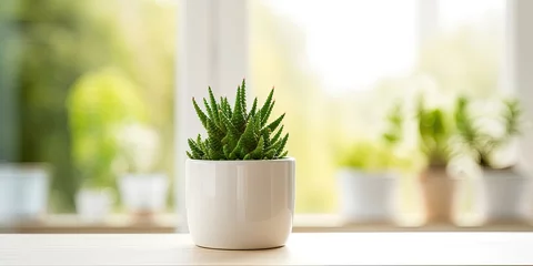 Poster Beautiful green succulent cactus in small white pot on wooden table, representing a house plant concept. © Vusal