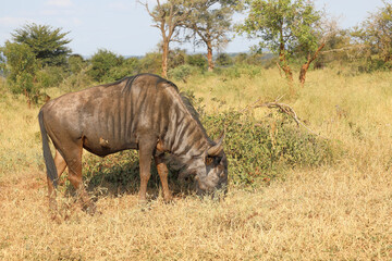 Fototapeta premium Streifengnu / Blue wildebeest / Connochaetes taurinus