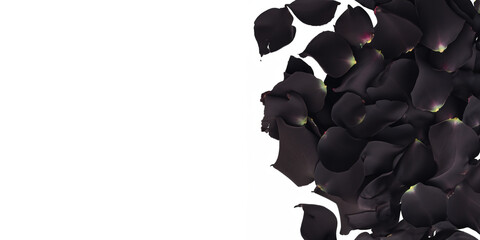 Black Rose Petals Isolated