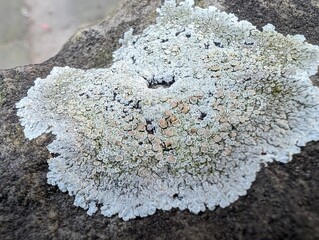 A lichen, Protoparmeliopsis (or Lecanora) muralis, on an urban wall.