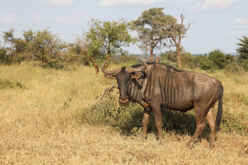 Obraz premium Streifengnu / Blue wildebeest / Connochaetes taurinus