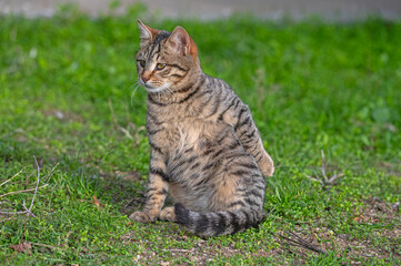Naklejka na ściany i meble Stray cat sitting on the green grass.