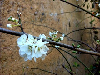 flor naciente de ciruelo, flor blnaca, conjunto de flores, florecimiento en fondo pared...