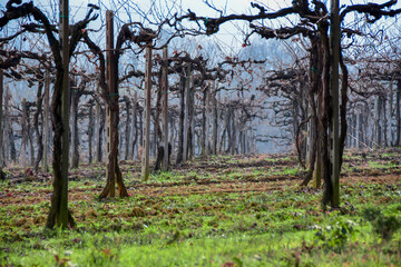 Obraz premium Mombaruzzo vineyards - Asti - Piedmont - Italy