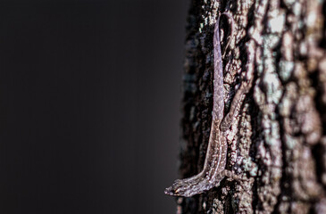 anole on tree trunk - Powered by Adobe