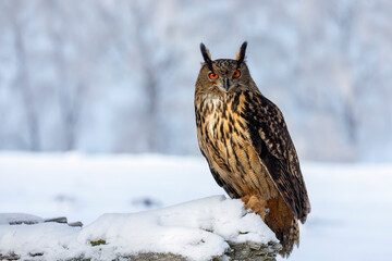 Owl in winter. Eagle owl, Bubo bubo, perched on tree trunk in snowy forest. Beautiful large owl with orange eyes. Bird of prey in natural habitat. Wildlife nature. Morning sun rays.