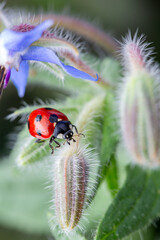 ladybird on a borage blossom