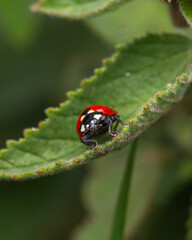 ladybug facing front on a leaf