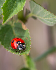 ladybug on a milkweed leaf