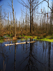 Felmer Moor im Frühjahr