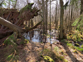 Felmer Moor im Frühjahr