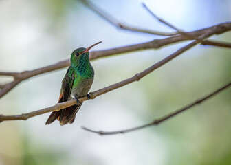 Rufous-tailed Hummingbird (Amazilia tzacatl) in Central America
