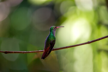 Fototapeta premium Rufous-tailed Hummingbird (Amazilia tzacatl) in Central America