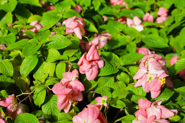 Beautiful pink donna flower in a garden