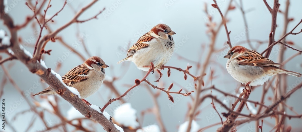 Canvas Prints Sparrows perched on tree branches against a gray sky.