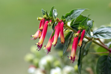 Exotic red and yellow trumpet flowers of Cuphea in the garden.