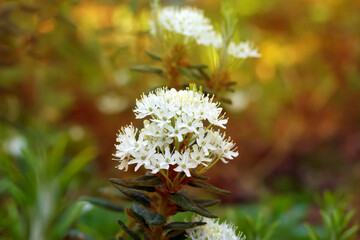 White flowers and green leaves of Labrador tea in the forest.