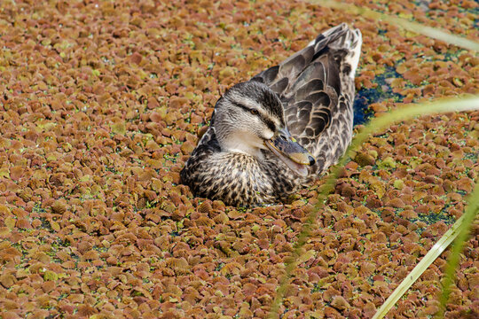 A duck swimming on a pond covered with azolla red floating fern.
