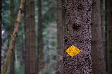 Yellow hiking trail sign on a tree in winter