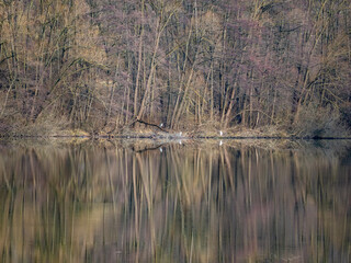 Waldsee im Winter