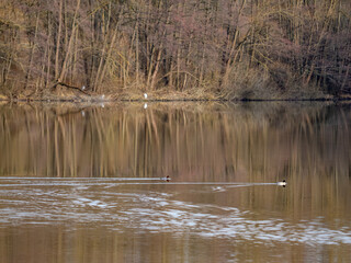 Waldsee im Winter