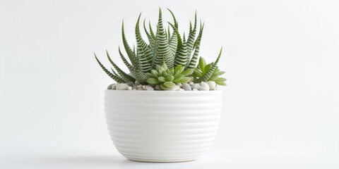 White flowerpot with isolated Haworthia attenuata succulent cactus on white background.