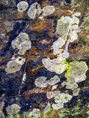 Flechten auf einer Sandsteinmauer