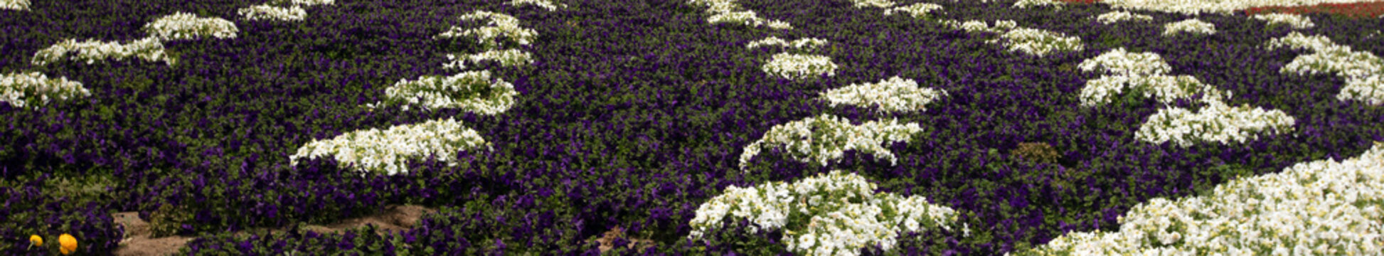 Purple and white ranunculus flowers in southern California United States