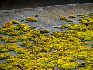 Viel Moos auf einem Flachdach