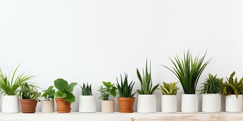 White background adorned with potted plants on either side.