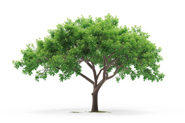 A vibrant, lush green tree with a sturdy brown trunk, isolated on a white background. The tree is full of life, showcasing detailed leaves and branches.