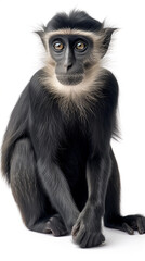 A captivating close-up image capturing the intense gaze of a young monkey, showcasing its intricate facial features and fur detail.