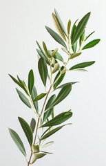 A vibrant olive branch with fresh green leaves, isolated against a white background, showcasing natural beauty and simplicity