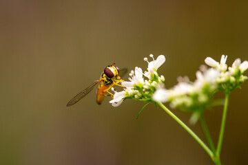 hover fly on a cilantro flower