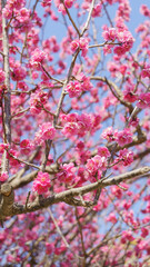 日本で咲く梅の花