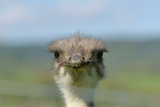 Common ostrich (Struthio camelus), animal portrait, frontal view into the camera, captive, Germany, Europe