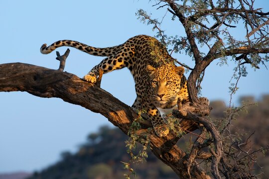 Fototapeta Leopard (Panthera pardus) looking out on a tree, Khomas region, Namibia, Africa