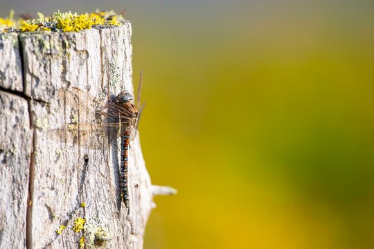 Zigzag darner (Aeshna sitchensis) sitting on a tree stump, dragonfly, close-up, nature photograph, Tinn, Vestfold, Norway, Europe