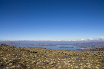 Panoramic view of a páramo with different species of frailejones plants in summer.