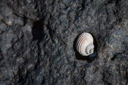 Small shell lying in a depression, lava rock, rocky coast, Reykjanes Peninsula, Iceland, Europe