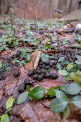 Close-up of doe droppings outdoors in foliage.