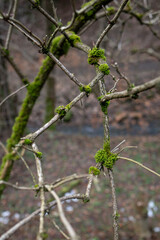 Green moss on trunk and branches of elderberry.