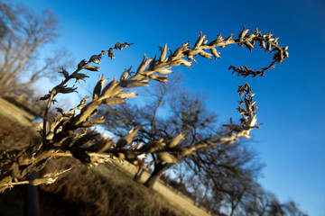 winding thorns