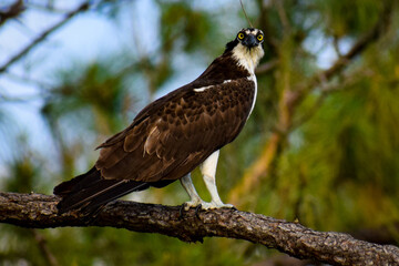 Osprey looking for a meal in Spirit of The Wild Wildlife Management area in Felda, FL