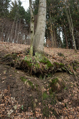 Exposed beech roots in the forest.