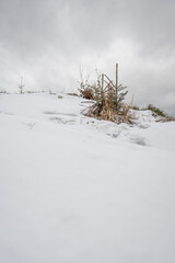 Young needles on a spruce tree on a hill with snow.