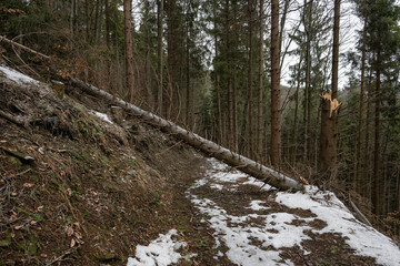 A broken trunk of a stout spruce in winter.