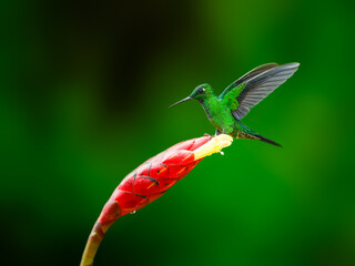Fototapeta premium Green-crowned Brilliant with open wings on red cane flower against green background