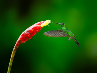 Green-crowned Brilliant in flight collecting nectar from red cane flower against green background
